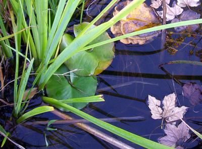 more leaves on the water 13-10-2005