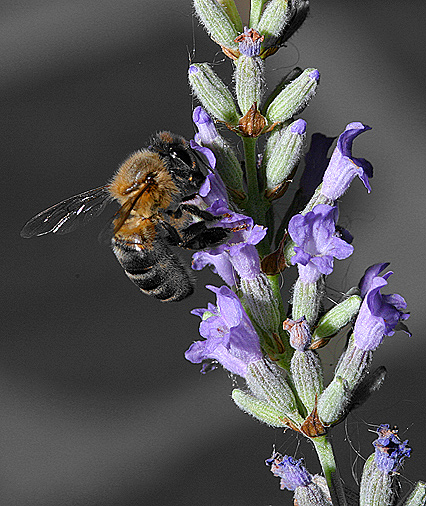 Abeja libando en flor de lavanda