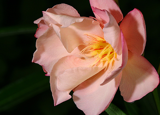 Azalea