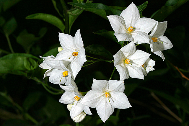 Flor de enredadera