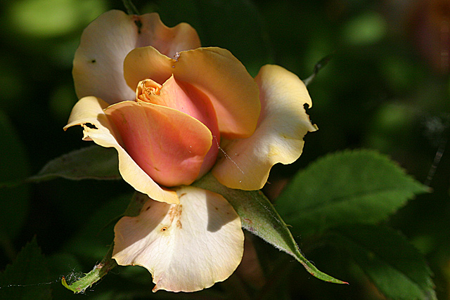 Rosa amarilla