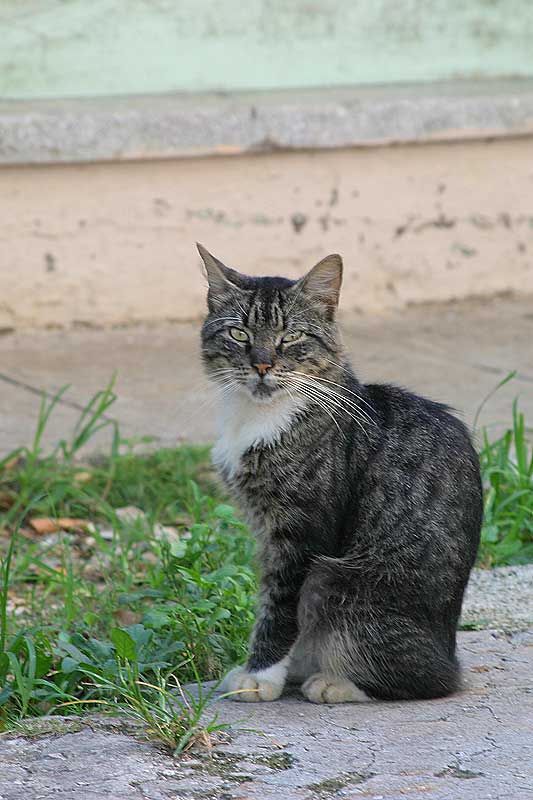 gato