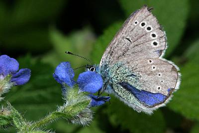 Mariposa sobre flor azul