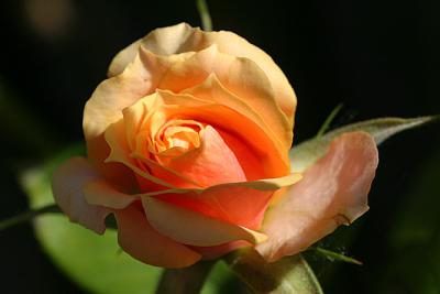 Rosa amarilla fuego