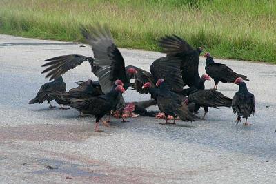 Aureas Tiosas en la carretera