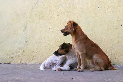 Perros amigos