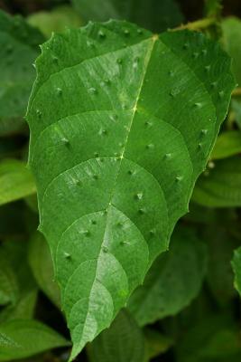 Hoja con baricela