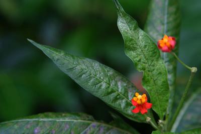 Pequea flor