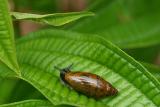 Caracol