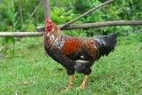 Gallo