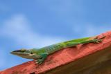 Lagarto