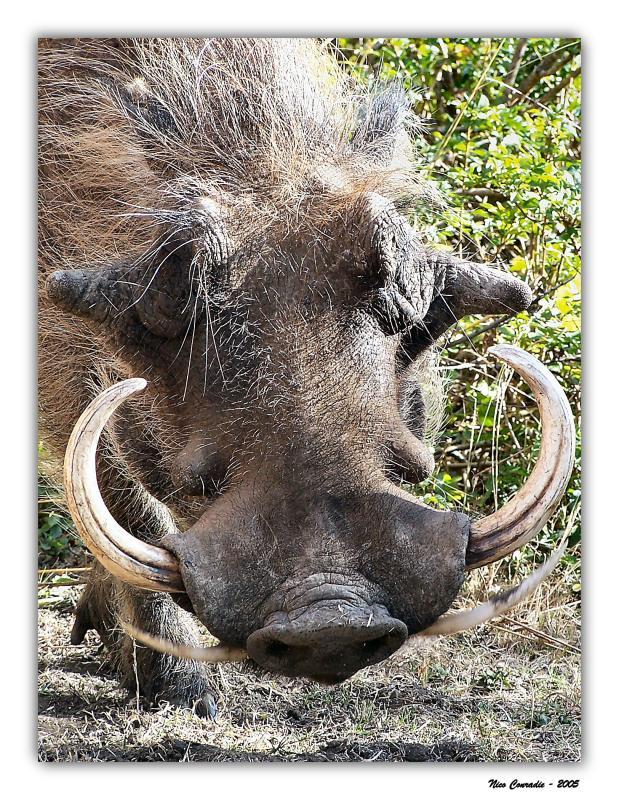 Warthog