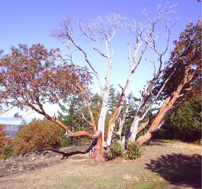 Madrone tree at Young Hill.jpg