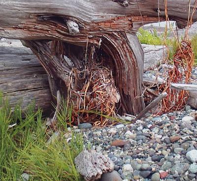wood and rocks at cattle point beach close up.jpg