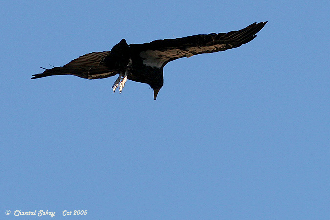 California Condor # 36