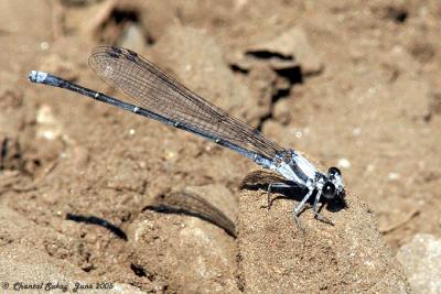 v3/82/65282/3/45248397.Damselfly1.jpg