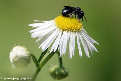 Bee on Fleabane