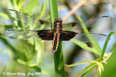 Widow Skimmer - Female