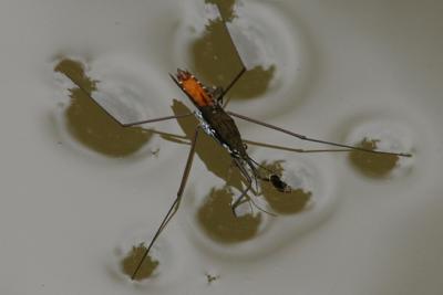 v3/82/65282/3/46581196.Waterbug.jpg