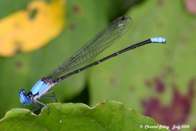 Blue-fronted Dancer - Male