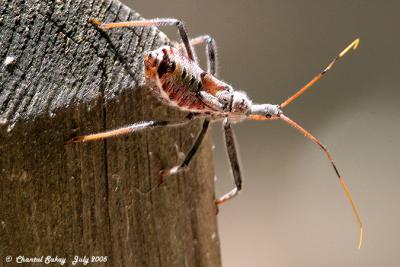 Assassin Bug