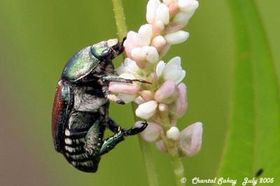 Japanese Beetle