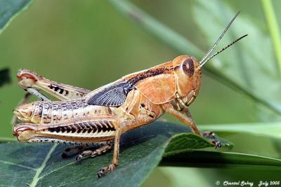 Grasshoppers and Crickets