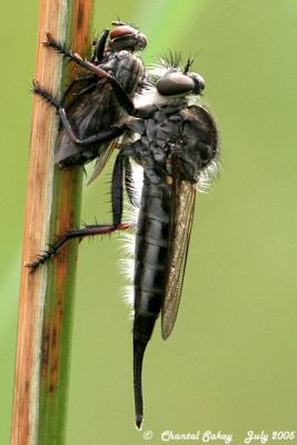 v3/82/65282/3/47067392.RobberFly3.jpg