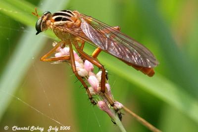 v3/82/65282/3/47067393.RobberFly4copy.jpg