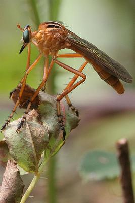 v3/82/65282/3/47067395.RobberFly6.jpg