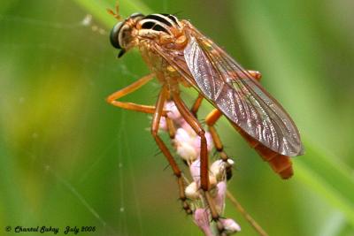 v3/82/65282/3/47067396.RobberFly7.jpg