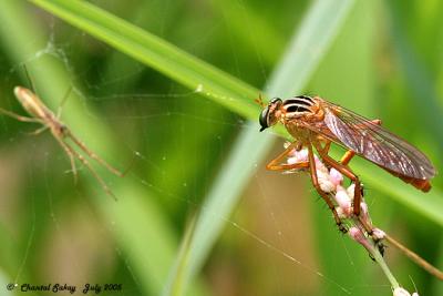 v3/82/65282/3/47067397.RobberFly8copy.jpg