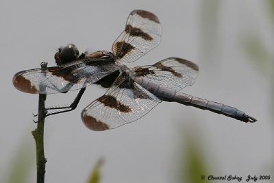 Twelve-spotted Skimmer - Male