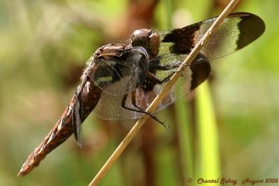 Common Whitetail - Female
