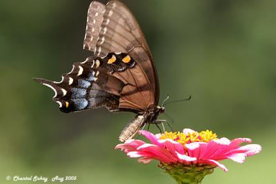 Eastern Tiger Swallowtail on Flower