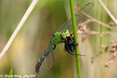 Eastern Pondhawk - Female - with Fly