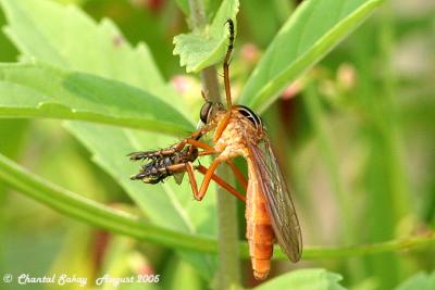 v3/82/65282/3/47808418.RobberFlyPrey2.jpg