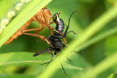 v3/82/65282/3/47808419.RobberFlyPrey.jpg
