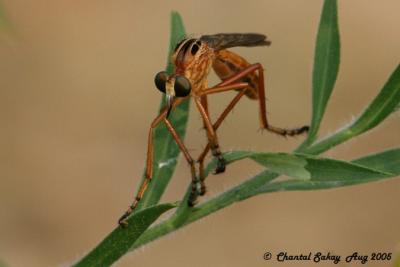 v3/82/65282/3/47808420.RobberFly1.jpg