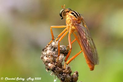 v3/82/65282/3/47808421.RobberFly2copy.jpg