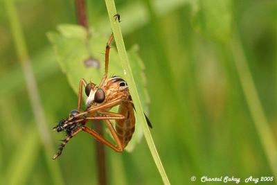 v3/82/65282/3/47808422.RobberFly3.jpg