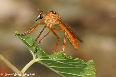 v3/82/65282/3/47808424.RobberFly5.jpg