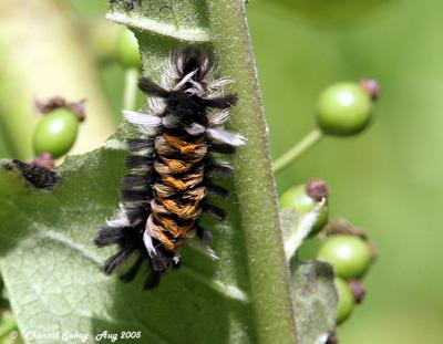 Milkweed Tussock Moth Caterpillar