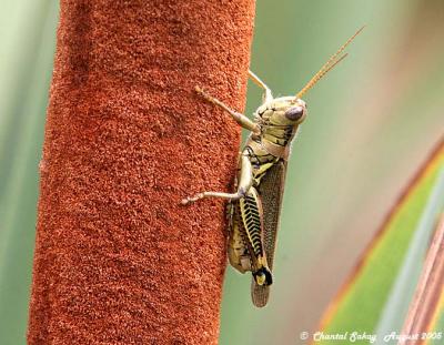 Differential Grasshopper on Cattail