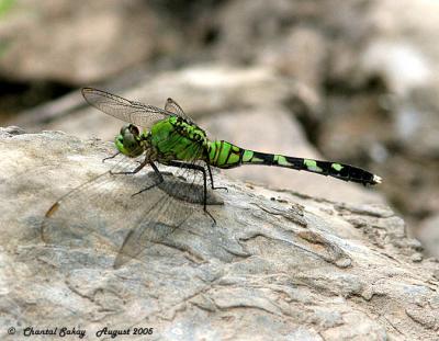 v3/82/65282/3/48480804.Dragonfly6copy.jpg