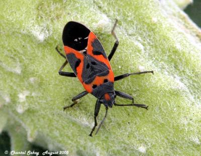 Small Milkweed Bug 