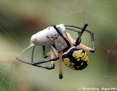 Argiope with Digger Wasp