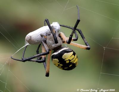Argiope with Digger Wasp