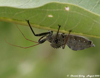 v3/82/65282/3/48480822.WheelBug8.jpg