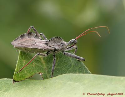 v3/82/65282/3/48480823.WheelBug9copy.jpg